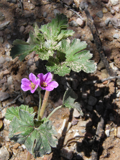 Erodium texanum (Texas stork's bill) #85953