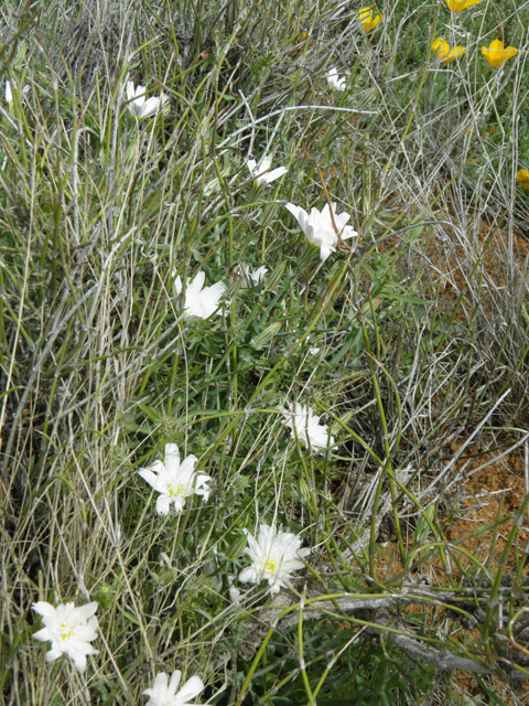 Rafinesquia neomexicana (New mexico plumeseed) #86015