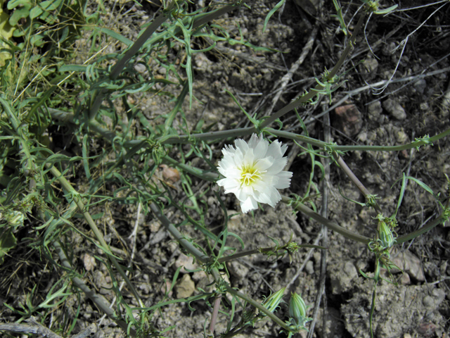 Rafinesquia neomexicana (New mexico plumeseed) #86126