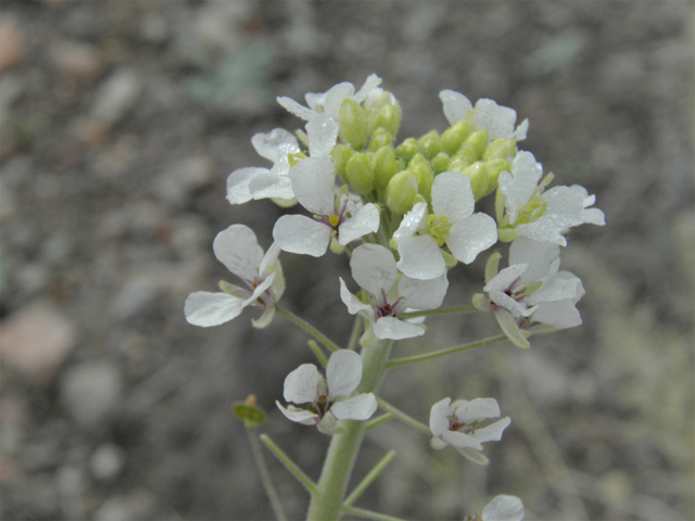 Dimorphocarpa wislizeni (Touristplant) #86174