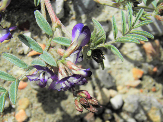 Astragalus emoryanus (Emory's milkvetch) #86242