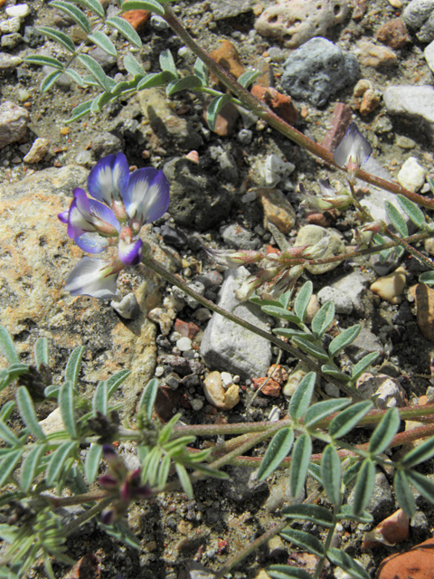 Astragalus emoryanus (Emory's milkvetch) #86243