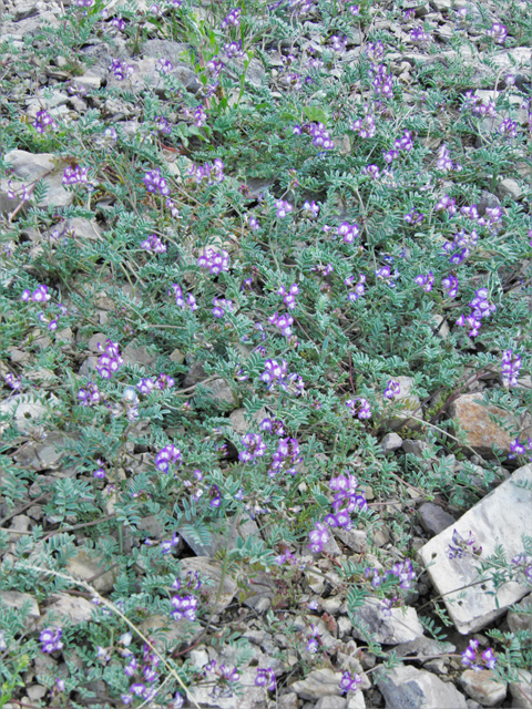 Astragalus emoryanus (Emory's milkvetch) #86245