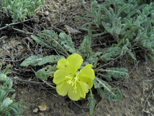 Oenothera primiveris (Desert evening-primrose) #86275