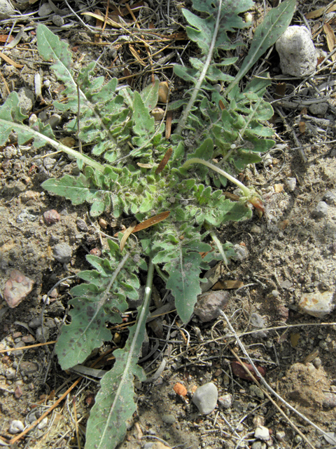 Oenothera primiveris (Desert evening-primrose) #86278