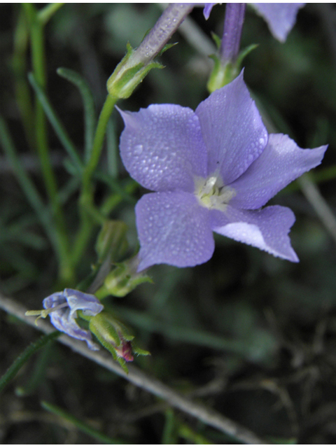 Ipomopsis longiflora (Flaxflowered ipomopsis) #86307