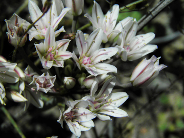 Allium macropetalum (Largeflower onion) #86321