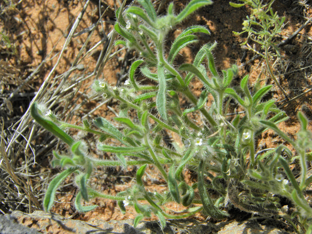 Cryptantha crassisepala (Thicksepal cryptantha) #86429