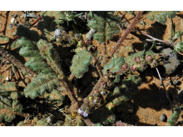 Phacelia coerulea (Skyblue phacelia) #86487