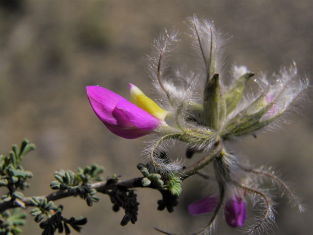 Dalea formosa (Featherplume) #86643