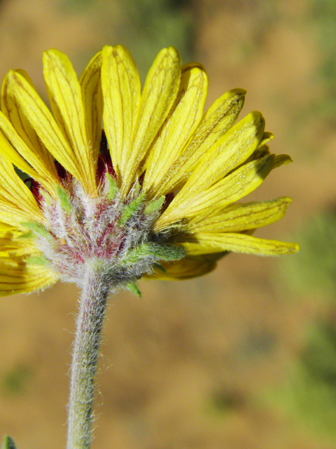 Gaillardia pinnatifida (Red dome blanketflower) #86817