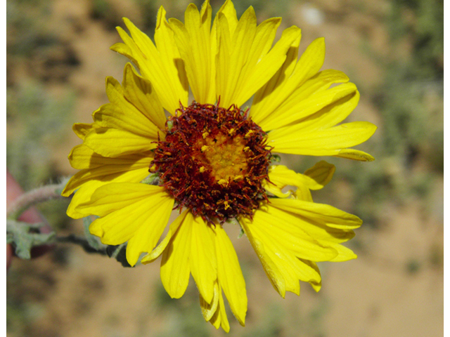 Gaillardia pinnatifida (Red dome blanketflower) #86823