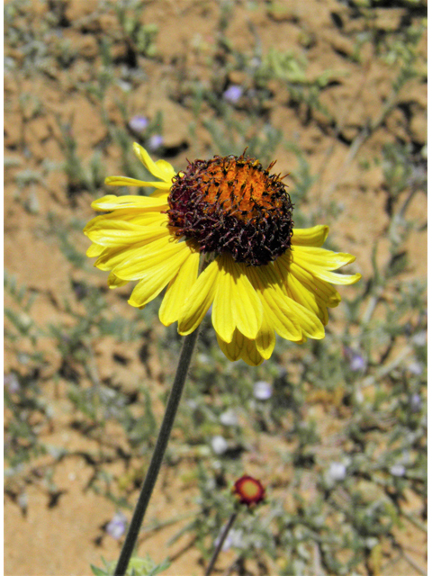 Gaillardia pinnatifida (Red dome blanketflower) #86828