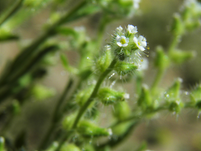 Cryptantha crassisepala (Thicksepal cryptantha) #86850