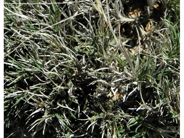 Hilaria belangeri (Curly mesquite grass) #86986