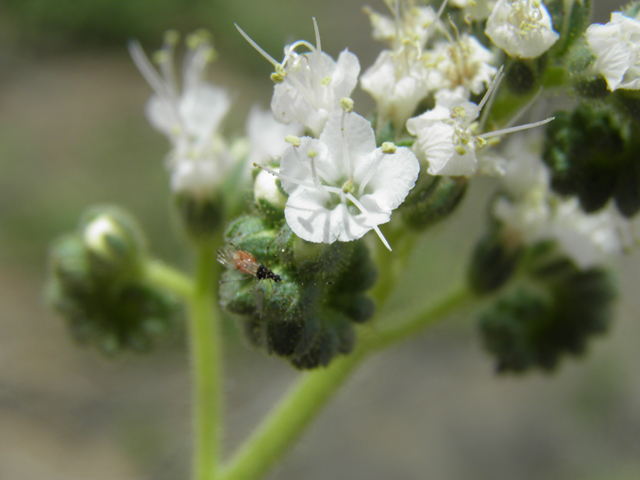 Phacelia coerulea (Skyblue phacelia) #87096