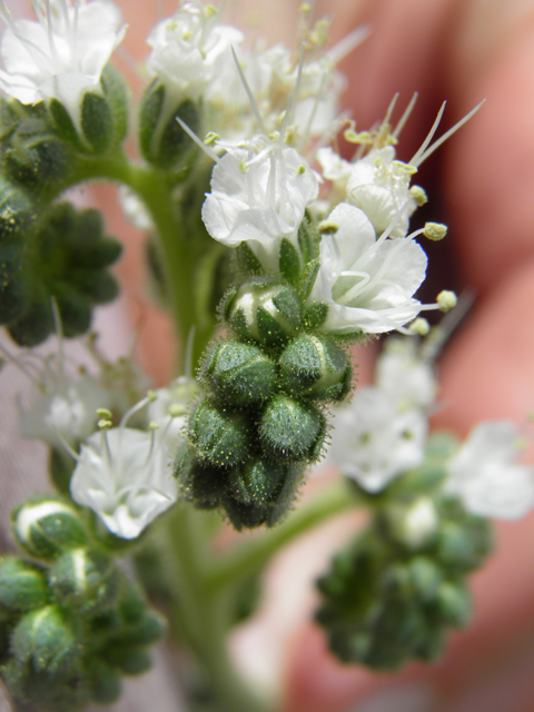 Phacelia coerulea (Skyblue phacelia) #87097