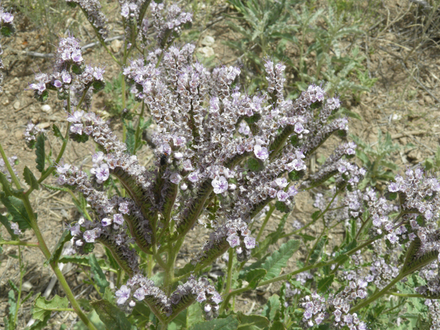 Phacelia coerulea (Skyblue phacelia) #87108