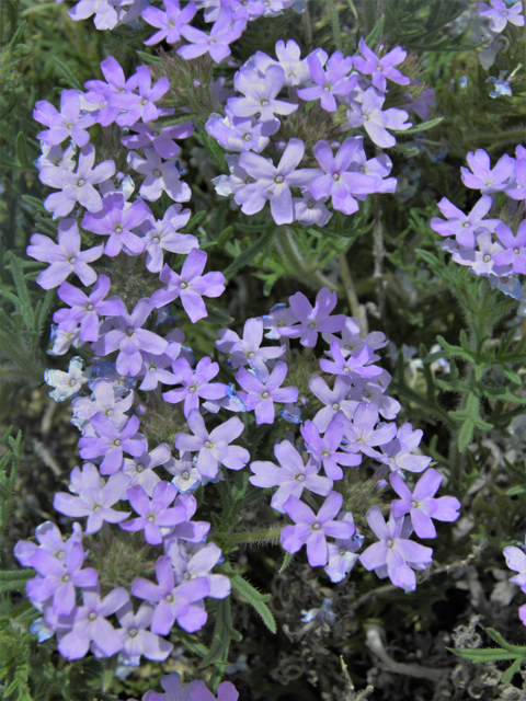 Glandularia bipinnatifida var. ciliata (Davis mountains mock vervain) #87177