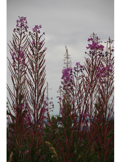 Chamerion angustifolium ssp. angustifolium (Fireweed) #47452