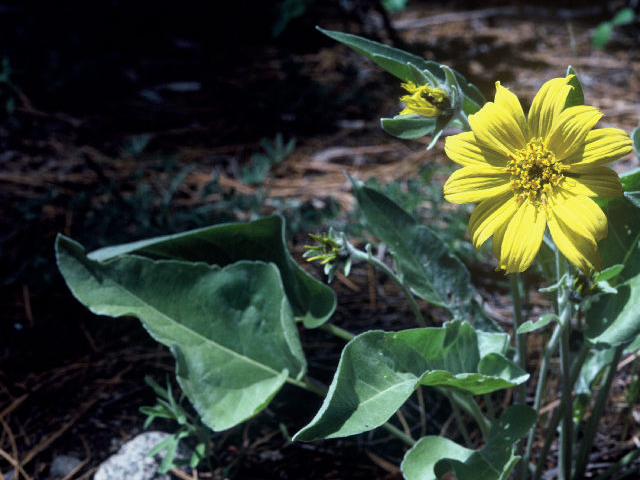 Balsamorhiza sagittata (Arrowleaf balsamroot) #20050