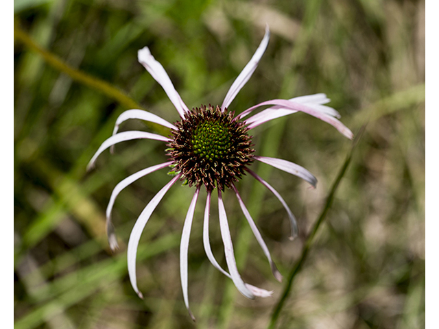 Echinacea pallida (Pale purple coneflower) #66941