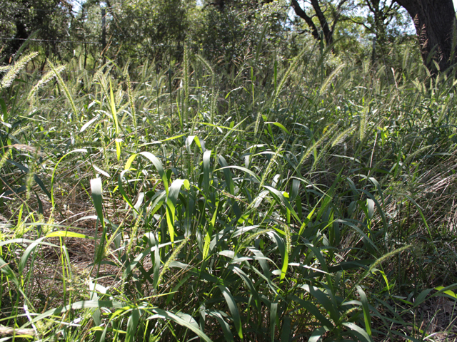 Setaria scheelei (Southwestern bristlegrass) #28616