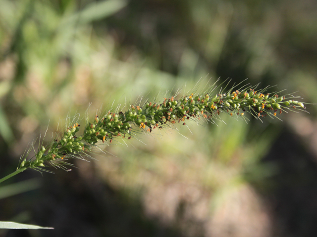 Setaria scheelei (Southwestern bristlegrass) #28622