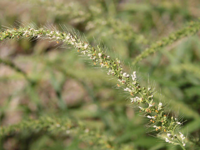 Setaria scheelei (Southwestern bristlegrass) #28623