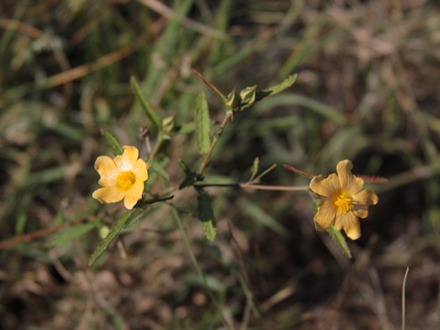 Sida lindheimeri (Lindheimer's sida) #28625