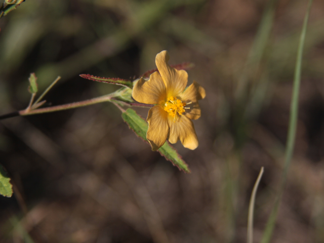 Sida lindheimeri (Lindheimer's sida) #28626