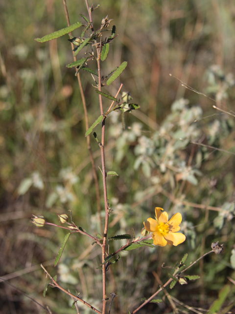 Sida lindheimeri (Lindheimer's sida) #28628