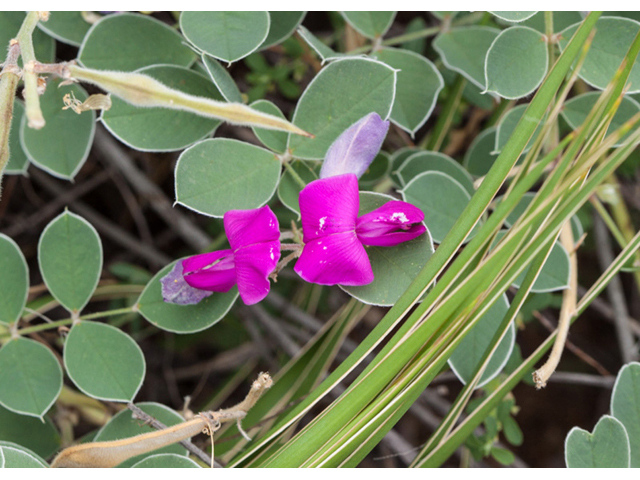 Tephrosia lindheimeri (Lindheimer's hoarypea) #44036