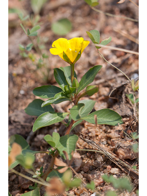 Ludwigia peploides (Floating primrose-willow) #44040