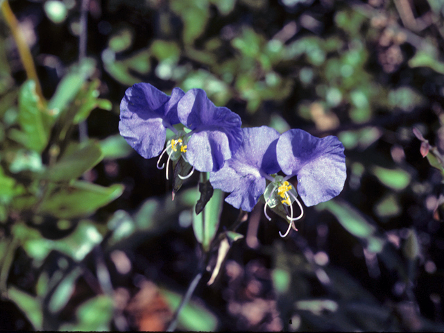 Commelina erecta var. erecta (Whitemouth dayflower) #25223