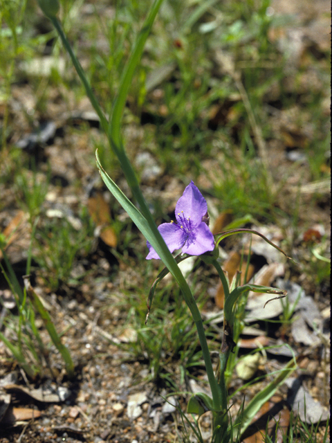 Tradescantia pedicellata (Edwards plateau spiderwort) #25230