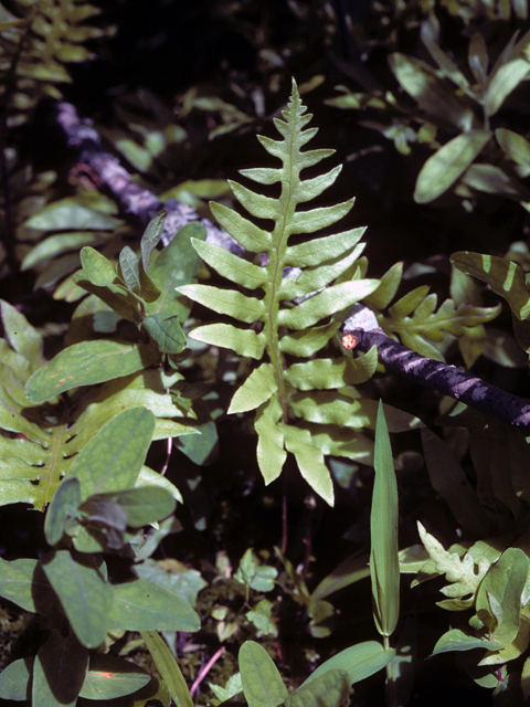 Nephrolepis exaltata (Boston swordfern) #25237