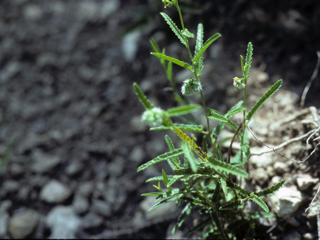 Tragia ramosa (Branched noseburn) #25304