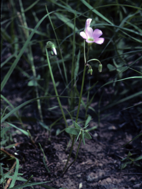 Oxalis drummondii (Drummond's wood-sorrel) #25345