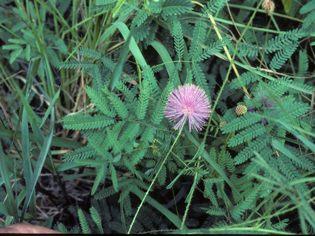 Mimosa strigillosa (Powderpuff) #25435