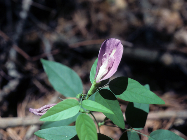 Clitoria mariana (Atlantic pigeonwings) #25499