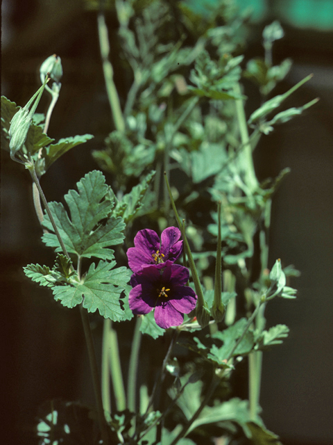 Erodium texanum (Texas stork's bill) #25510