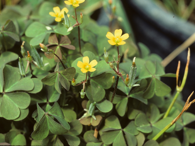 Oxalis stricta (Common yellow oxalis) #25515