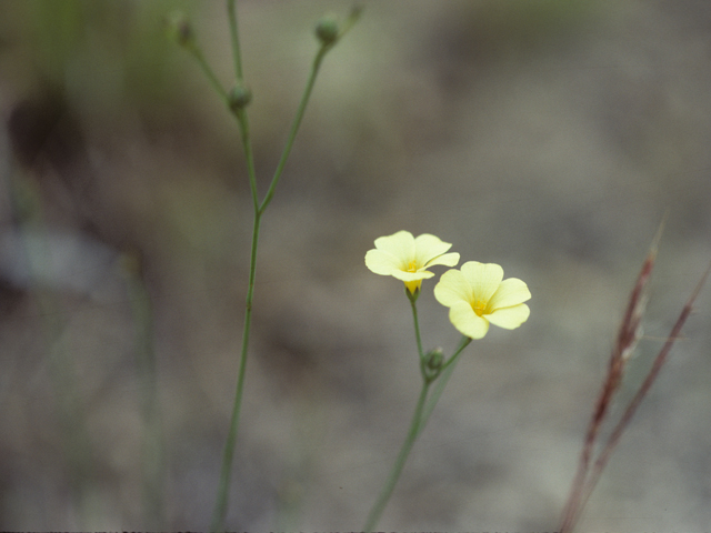 Linum sulcatum (Grooved flax) #25521