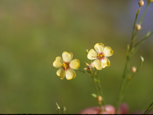 Linum hudsonioides (Texas flax) #25523