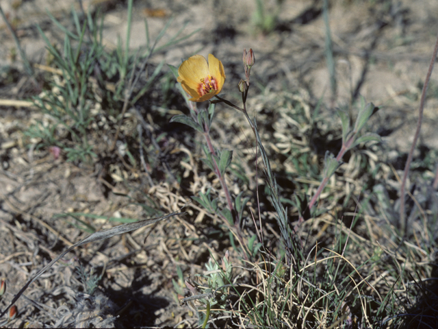 Linum berlandieri var. filifolium (Berlandier's yellow flax) #25526