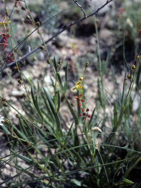 Galphimia angustifolia (Narrowleaf goldshower) #25539