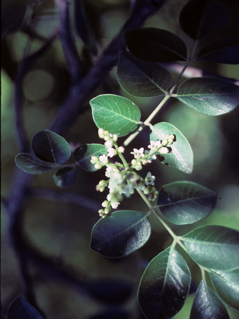 Rhus virens (Evergreen sumac) #25568