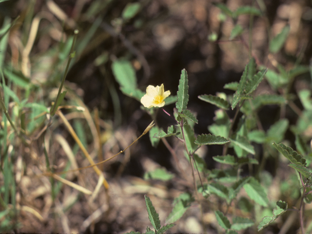 Sida spinosa (Prickly fanpetals) #25611