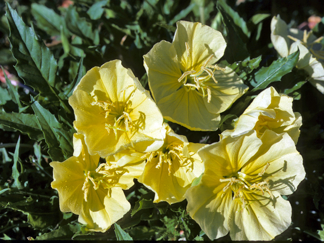 Oenothera triloba (Stemless evening-primrose) #25682